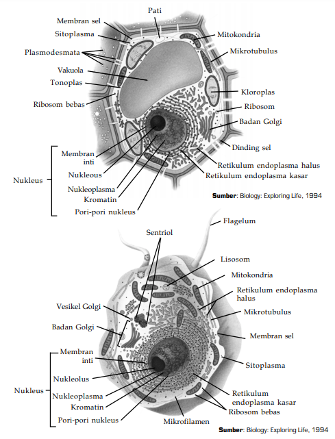 Struktur sel tumbuhan dan sel hewan